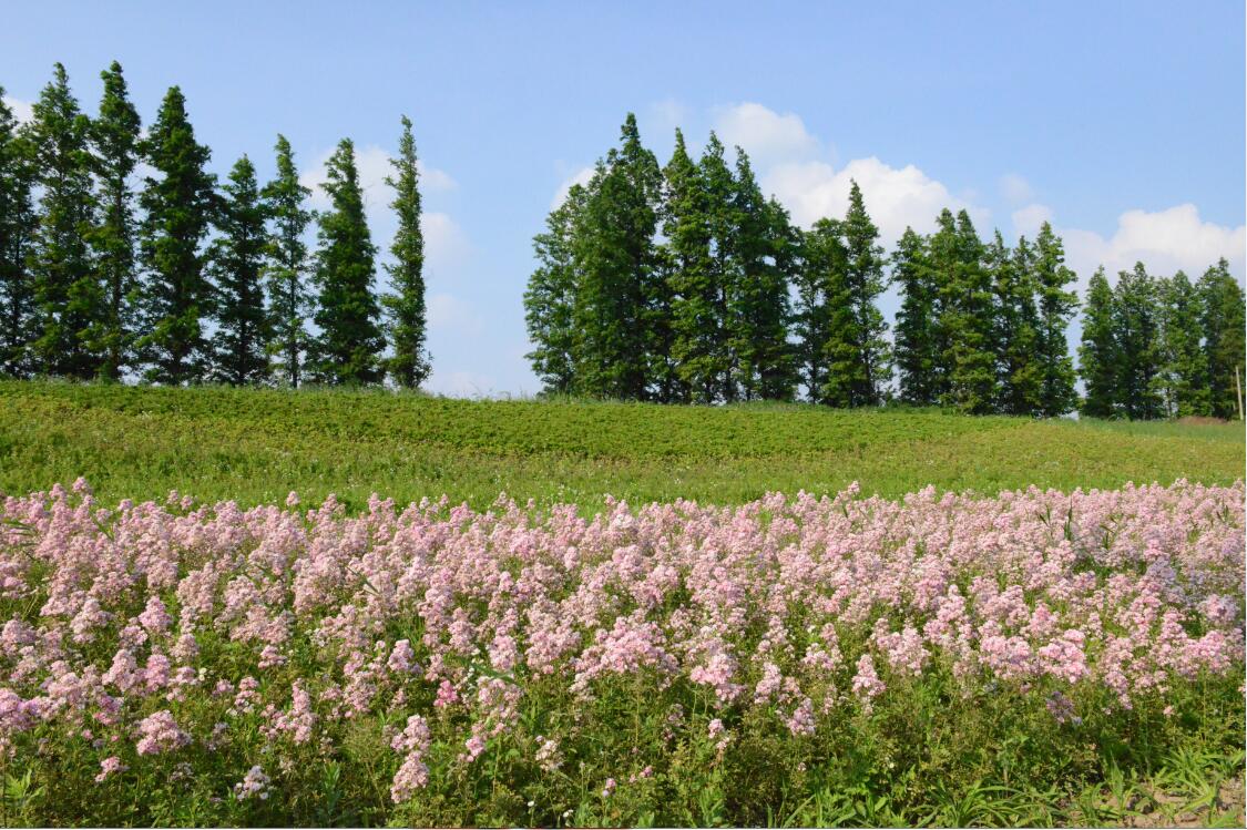 园内风景